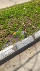 Pemasangan Sprinkle Taman